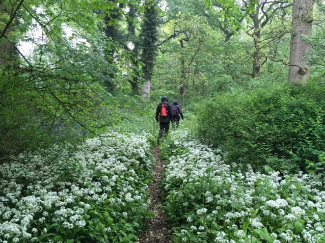 Combermere woods