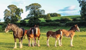 Shire horses