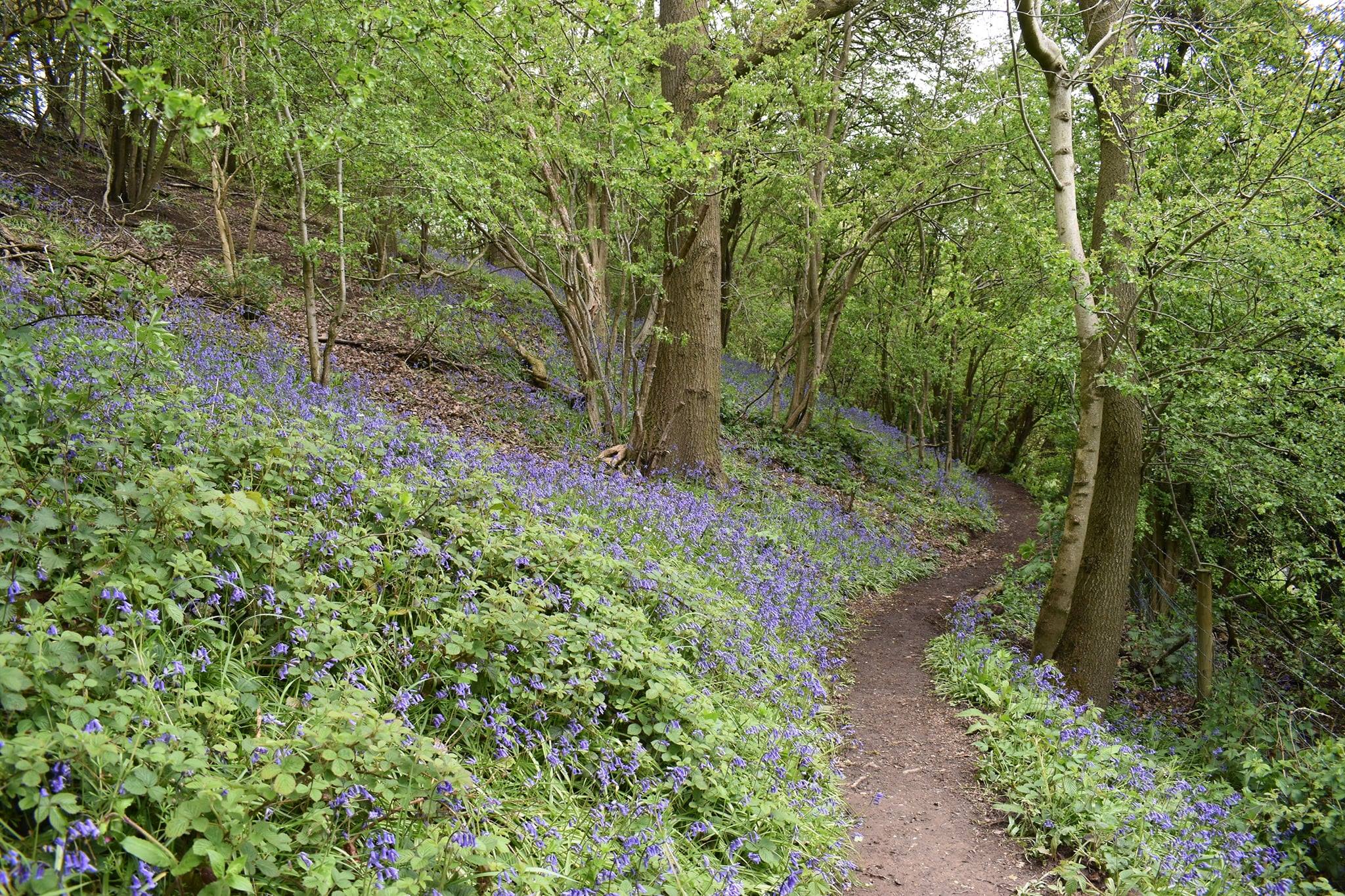 Blue Bells