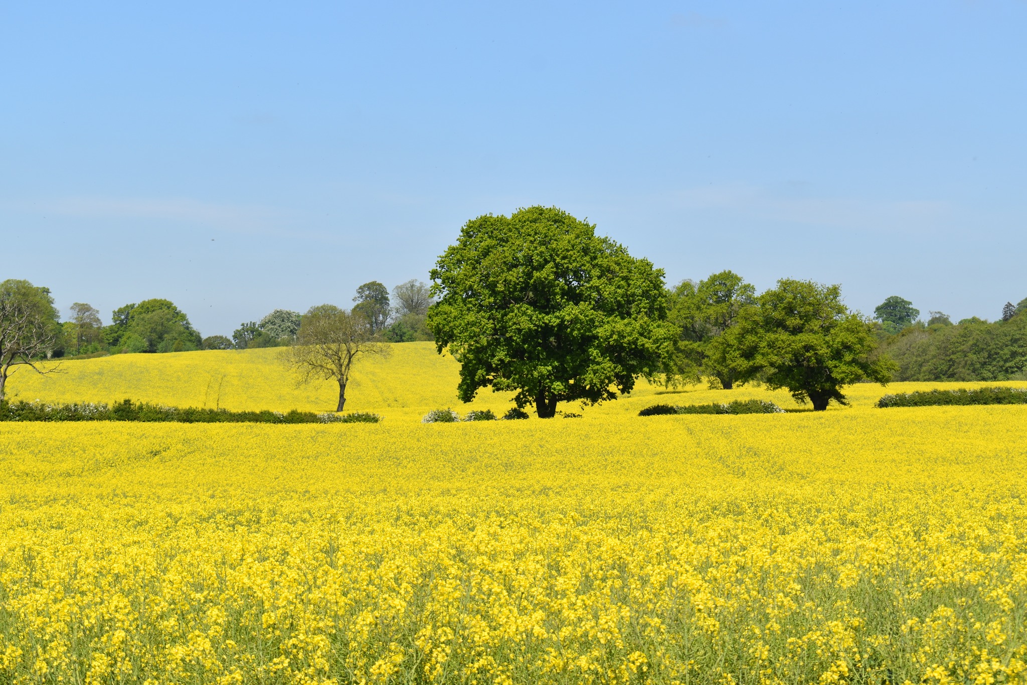 Field view